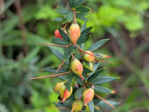 Berberis mucrifolia