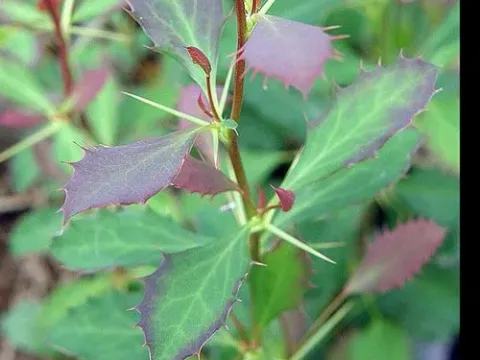 Berberis orthobotrys