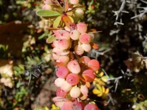 Small-leaved barberry