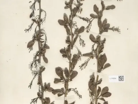Berberis provincialis