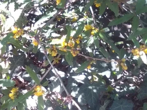 Hoary barberry