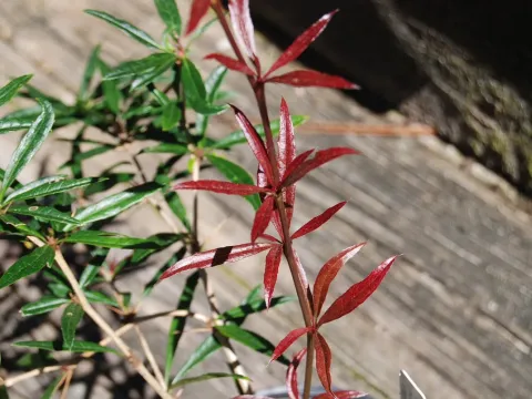 Warty barberry