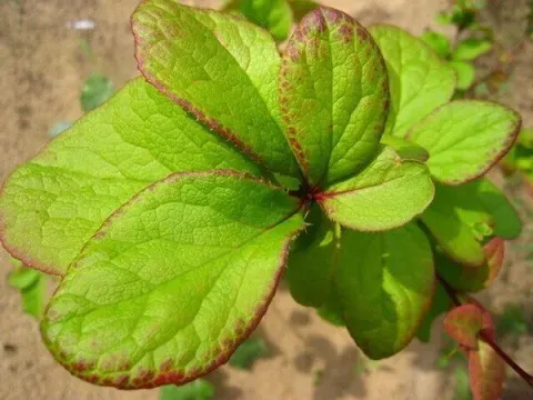 Sargent's barberry