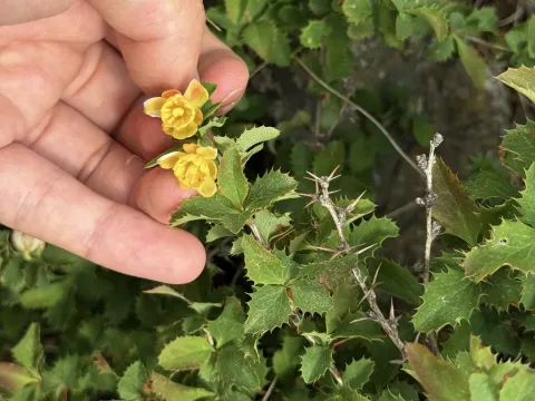 Siberian barberry