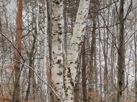 Birch