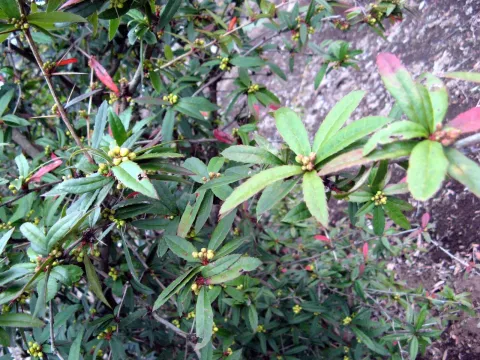 Bloodred barberry