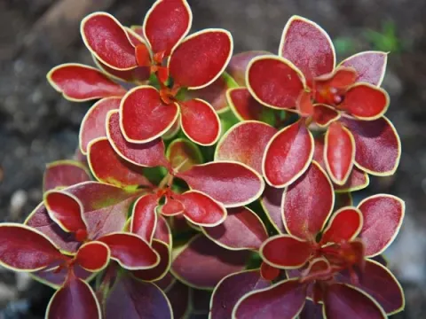 Siebold's barberry