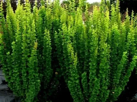 Upright barberry