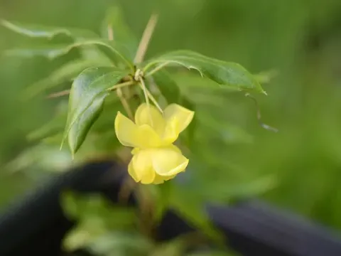 Tali barberry
