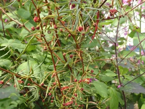 Three-spine barberry