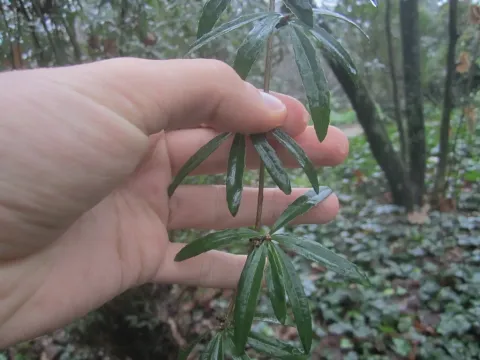 Veitch barberry