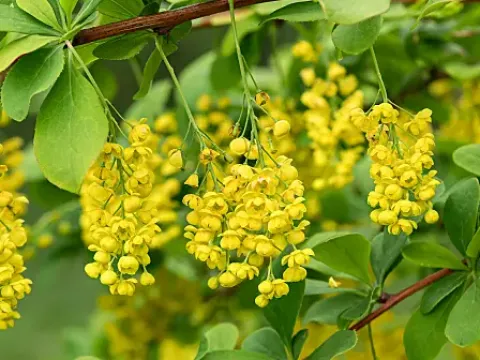 Барбарис зеленіючий