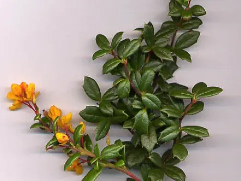 Forrest's Barberry