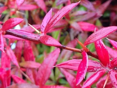 Wisleyensis Barberry