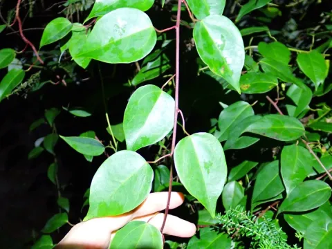 Berberidopsis