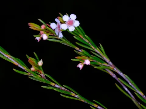 Беккея