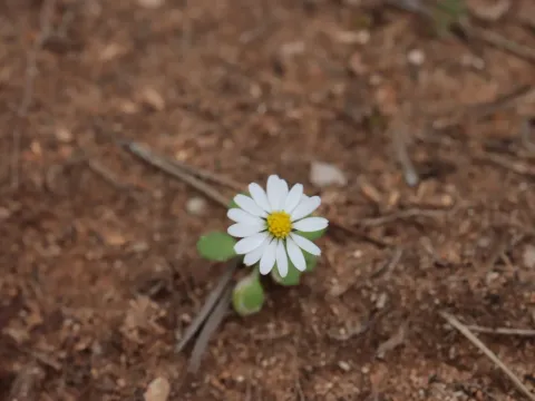 Annual daisy
