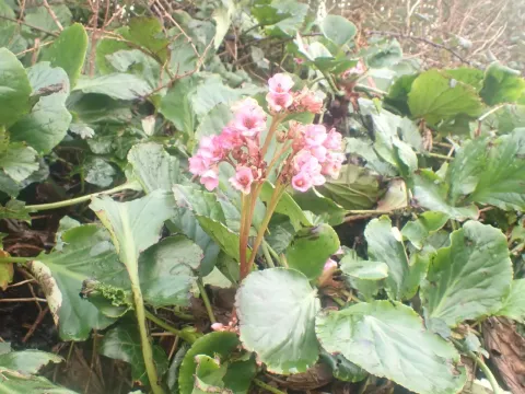 Bergenia