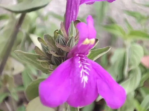 Justicia carthaginensis