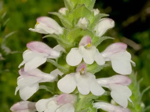 Bellardia