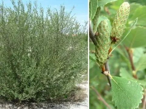 Northern birch