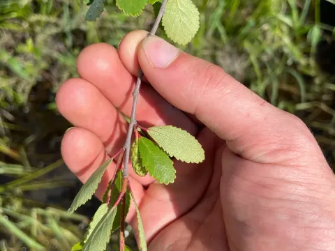 Resin birch