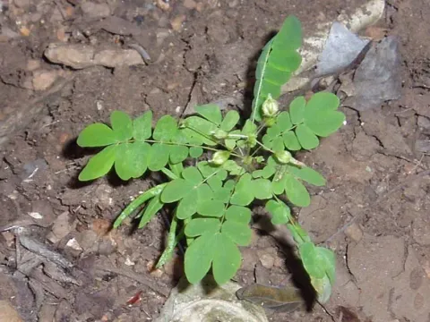 Biophytum abyssinicum