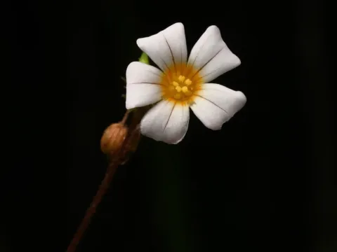 Biophytum helenae