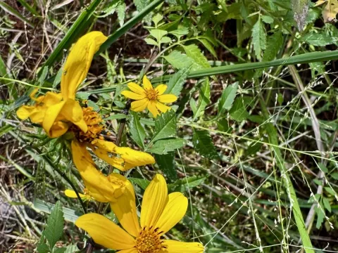 Bidens aristosa