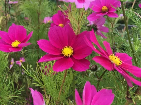 Космея двічіпериста