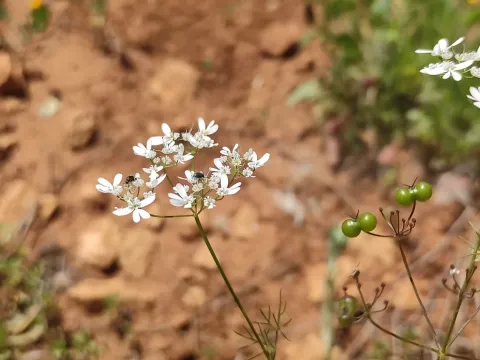 Bifora