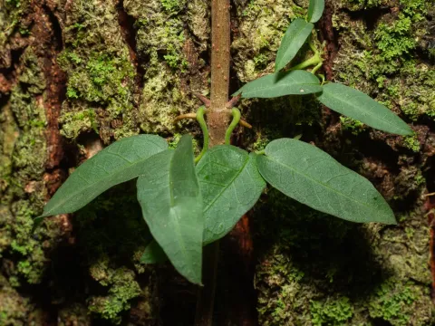 Bignonia exoleta