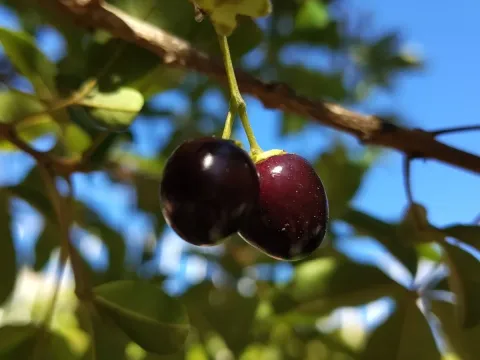 Vitex megapotamica