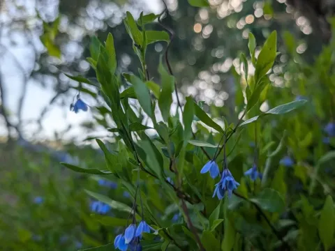 Billardiera