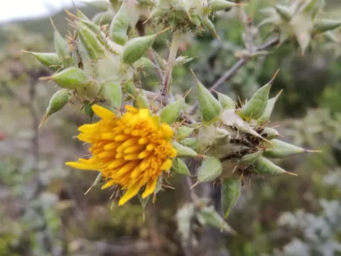 Berkheya heterophylla