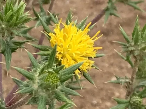 Berkheya pinnatifida