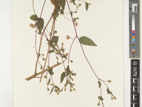 Blainvillea dichotoma