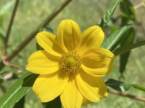 Bur-marigold