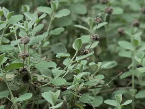 Беллота ложноясменцовая