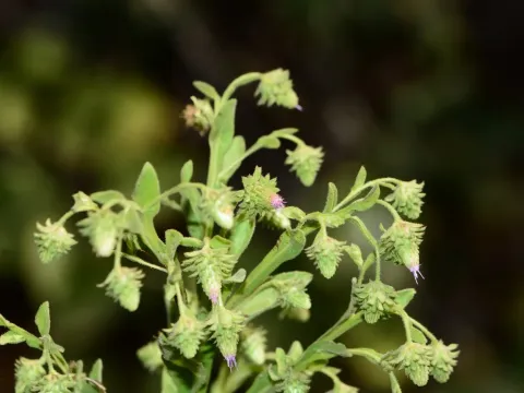 Blumea alata