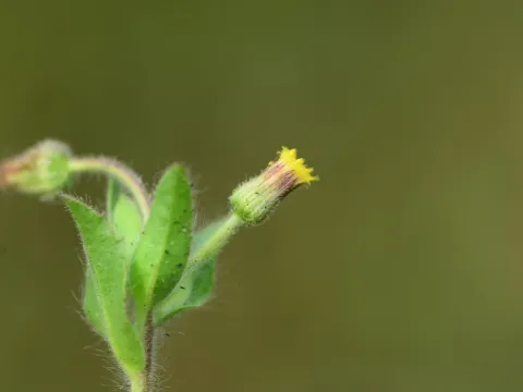 Блумея двулистная