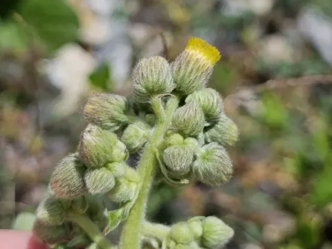Blumea lacera