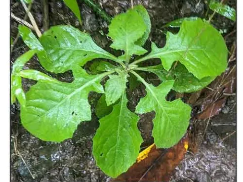Blumea laciniata
