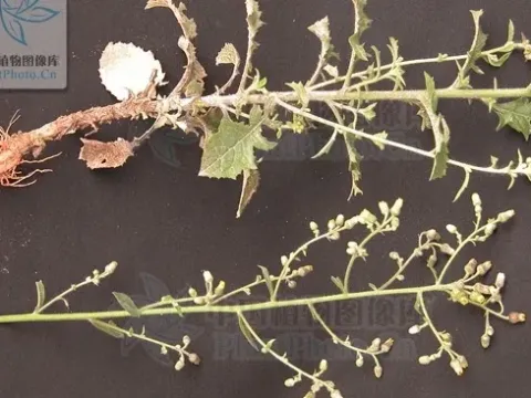 Blumea napifolia