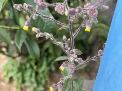 Blumea sinuata