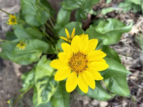 Balsamorhiza