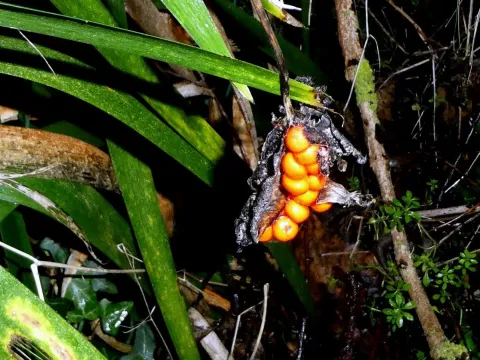 Pardancanda