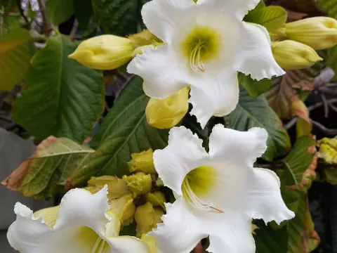 Beaumontia