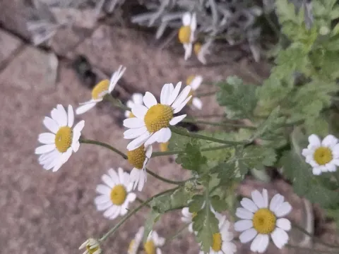 Costmary