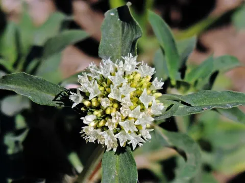 Spermacoce densiflora